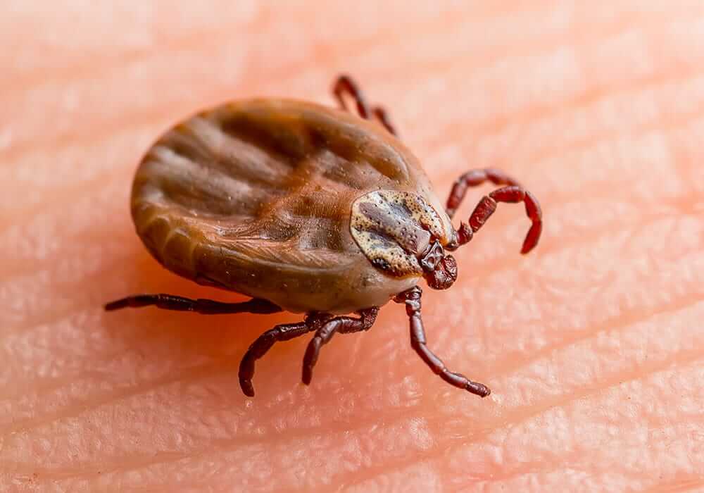 Czym jest Kleszczowe Zapalenie Mózgu? Czym jest Kleszczowe Zapalenie Mózgu?